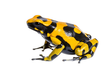 Fototapeta premium a yellow and black frog isolated on white background.AI GENERATED