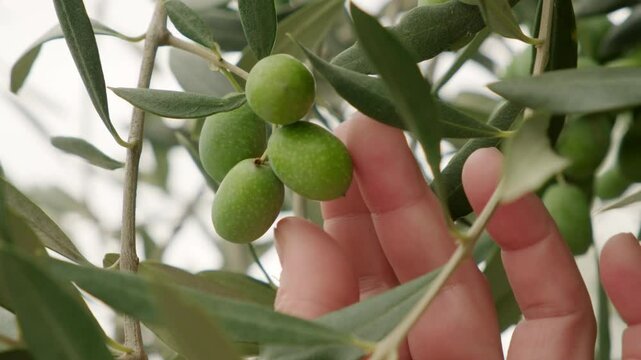 Female farmer touching green olive on tree branch with hand.