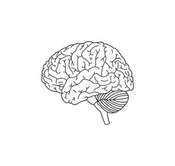 Human brain medical vector icon illustration isolated on white background. human brain outline drawing in black line.