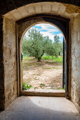 Olive tree through a door