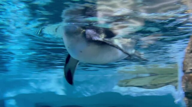 Quick joyful penguin floating and swimming in water inside oceanarium