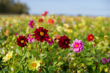 Flowery flower fields in Holland, Dahlia cultivation