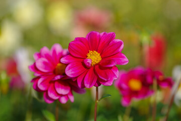Obraz premium Beautiful Dahlia flower close up, blurred background. Natural daytime shot
