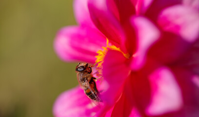 A bee in a pink dahlia flower