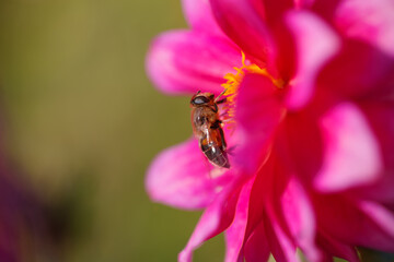 Beautiful Dahlia flower close up, blurred background. Natural daytime shot