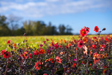 Flowery flower fields in Holland, Dahlia cultivation