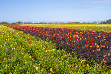Flowery flower fields in Holland, Dahlia cultivation