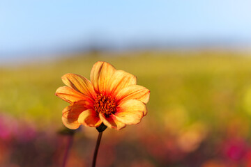 Beautiful Dahlia flower close up, blurred background. Natural daytime shot