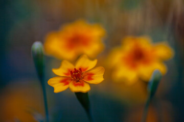 Schmalblättrige Studentenblume (Tagetes tenuifolia) 