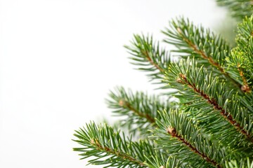 A close-up view of a pine tree trunk on a white background