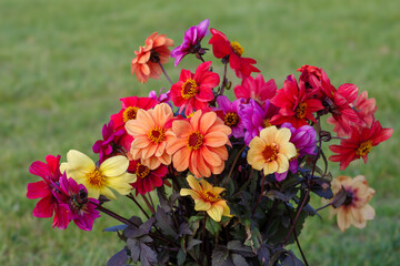 Beautiful bouquet of Dahlia flowers, Dutch cultivation.