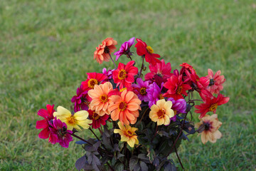 Beautiful bouquet of Dahlia flowers, Dutch cultivation.