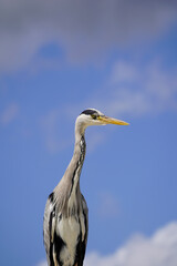 Obraz premium An Elegant Grey Heron in London