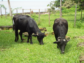 Ilha do Marajo, Amazonia, Brasil