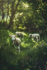 Fototapeta premium A group of sheep peacefully grazing on a lush green field