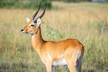 Naklejka premium Thomson's gazelle, tommy antelope, Queen Elizabeth Park, Uganda