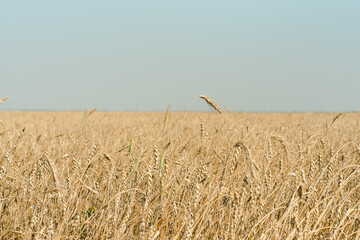 Ripe rye. Field with wheat. Ears of wheat.