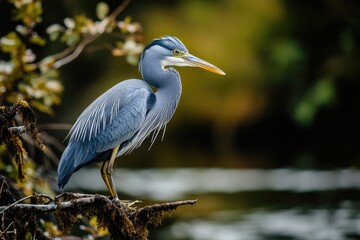 A bird with a distinctive long beak perched on a tree branch