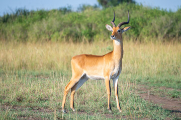 Fototapeta premium Thomson's gazelle, tommy antelope, Queen Elizabeth Park, Uganda