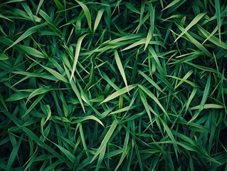 Fototapeta premium Minimalist Grass Background.AI Generation