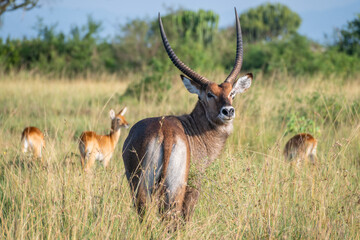 Common waterbuck with impressive horns Queen Elizabeth Park, Uganda