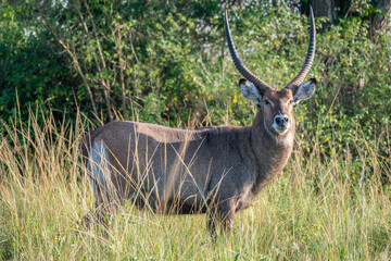 Common waterbuck with impressive horns Queen Elizabeth Park, Uganda