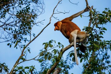 Male proboscis monkey in treetop