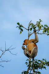 Feeding adult male proboscis monkey
