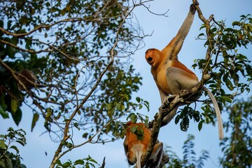 Male proboscis monkey yelling warning