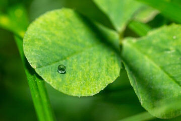 Fresh green clover grass with drop of fresh morning dew