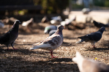 group of pigeons looking for food