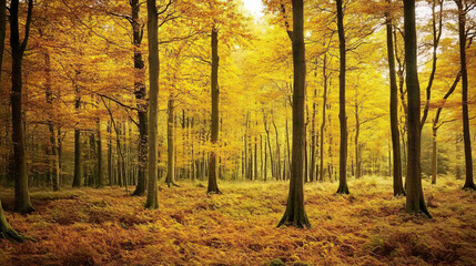 Obraz premium A forest of towering trees with bright yellow leaves in autumn.