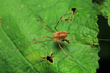 pholcus phalangioides spider macro photo