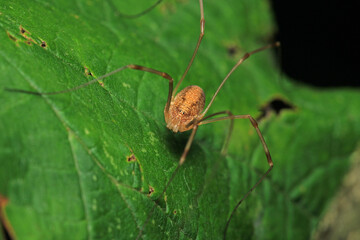 pholcus phalangioides spider macro photo