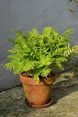 Beautiful green fern in a terracotta pot with sunlight, Polypodium cambricum Whitley Giant on pot with grey wall in the background on a courtyard