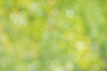 Fototapeta premium Natural defocus light background. Blurred leaves on trees.