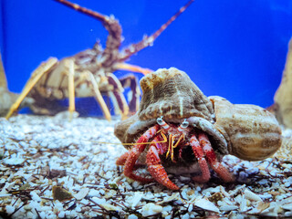 Crab with hits friend