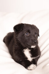 A small puppy lies on a white sofa