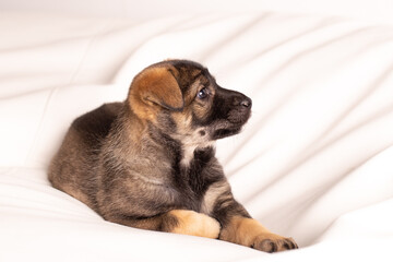 A small puppy lies on a white sofa