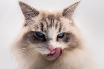 Ragdoll with tongue out licking after the meal with her beautiful blue eyes