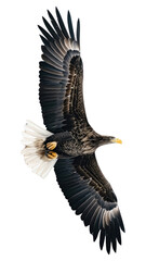 Obraz premium PNG Flying eagle wildlife animal bird.