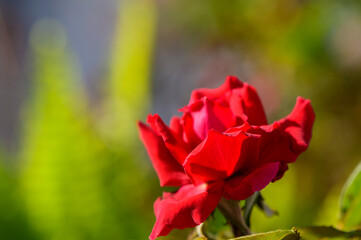 A vibrant red rose blooms against a backdrop of lush green foliage in warm afternoon sunlight