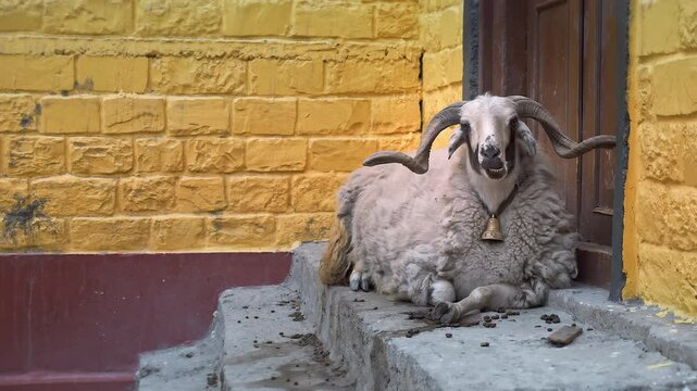 Close up of Mouflon, ram head looking into the camera. Portrait of mouflon slow motion