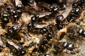 Lestrimelitta limao fighting Tetragonisca angustula