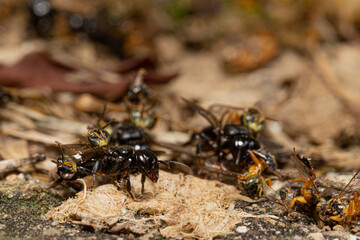 Lestrimelitta limao fighting Tetragonisca angustula