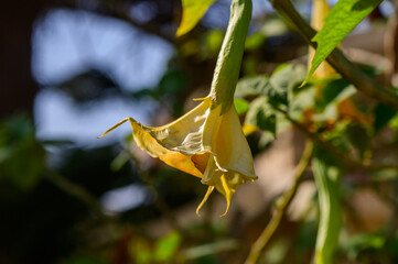 Captivating yellow flower gently swaying in the breeze under a clear blue sky in a serene garden setting