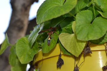 Wasp taking it easy on a hot day