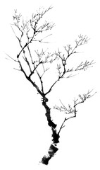 Obraz premium PNG Alder tree silhouette black white.