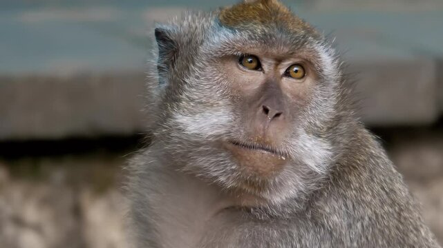 Long-tailed Macaque Primates Grooming In Their Sanctuary In Sacred Monkey Forest, Ubud, Bali Indonesia. Close-up Shot