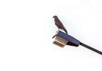 Red-Tailed Hawk on lamp post